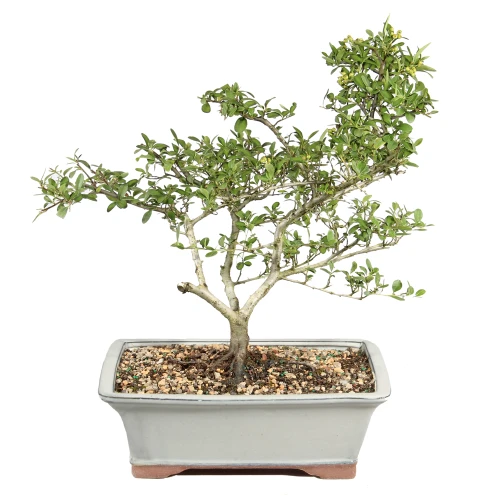 Dwarf Pyracantha in a bonsai contianer