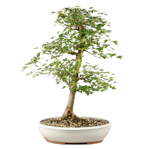 Bonsai tree in ceramic container 