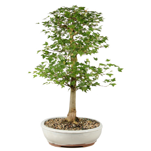 Bonsai tree in ceramic container 