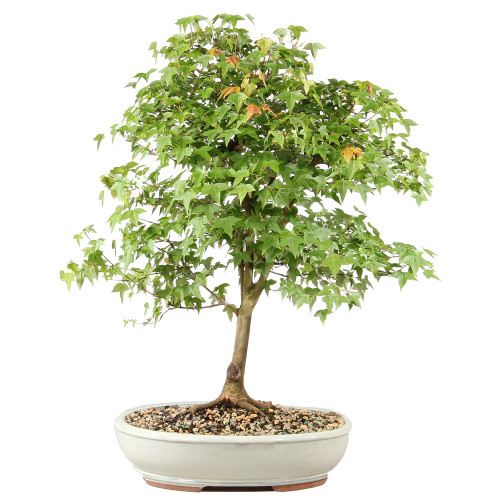 Bonsai tree in ceramic container 