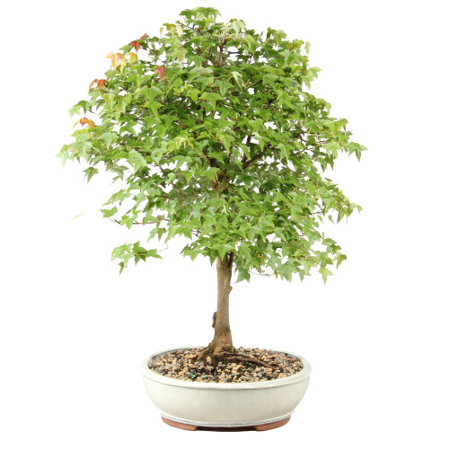 Bonsai tree in ceramic container 