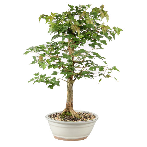 Bonsai tree in ceramic container