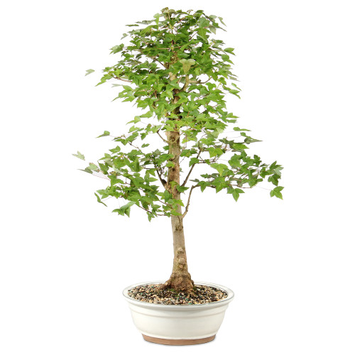 Bonsai tree in ceramic container