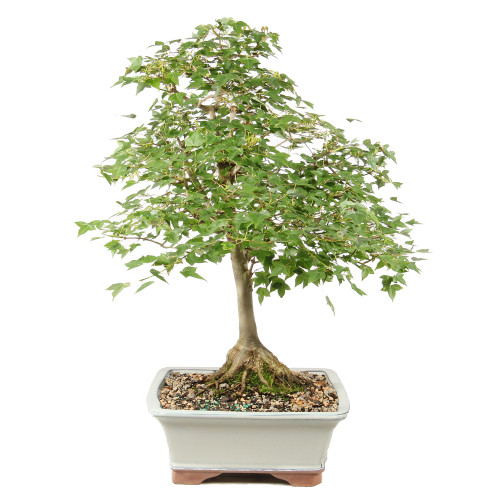 Trident Maple - ST1826TM-G