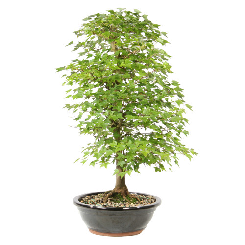 Bonsai tree in cermaic container 