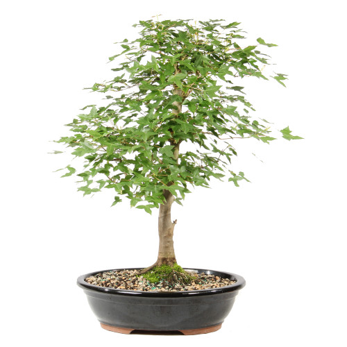 Bonsai tree in ceramic container 