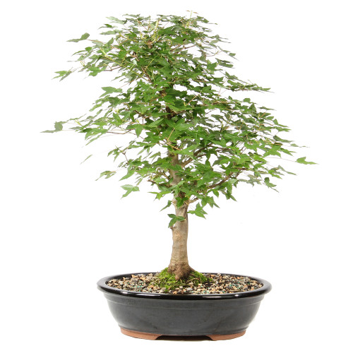 Trident Maple - ST1826TM-I