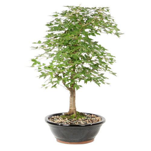 Bonsai tree in ceramic container 