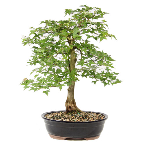 Bonsai tree in ceramic container