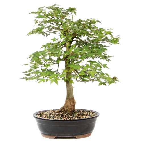 Bonsai tree in ceramic container