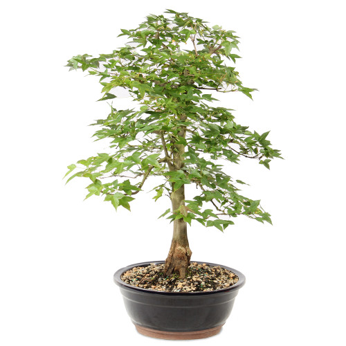 Bonsai tree in ceramic container