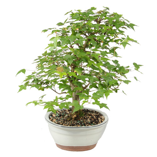 Trident Maple - ST1826TM-K