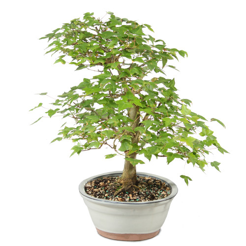 Bonsai tree in ceramic container 
