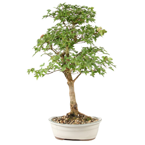 Bonsai Tree in ceramic contianer