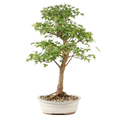 Trident Maple - ST1826TM-L