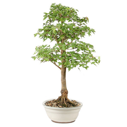 Trident Maple - ST1826TM-L - Brussel's Bonsai