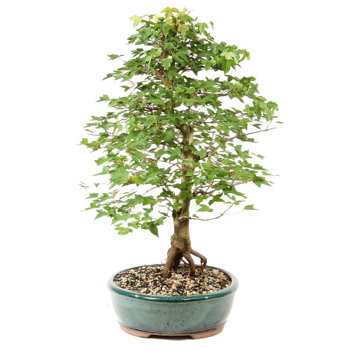 Bonsai Tree in ceramic contianer 
