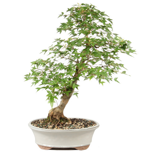 Trident Maple - ST1826TM-P