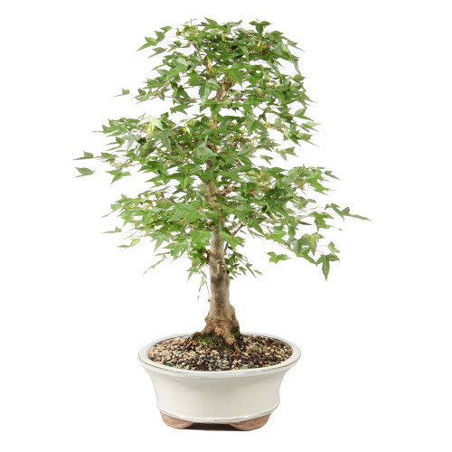 Bonsai Tree in ceramic contianer