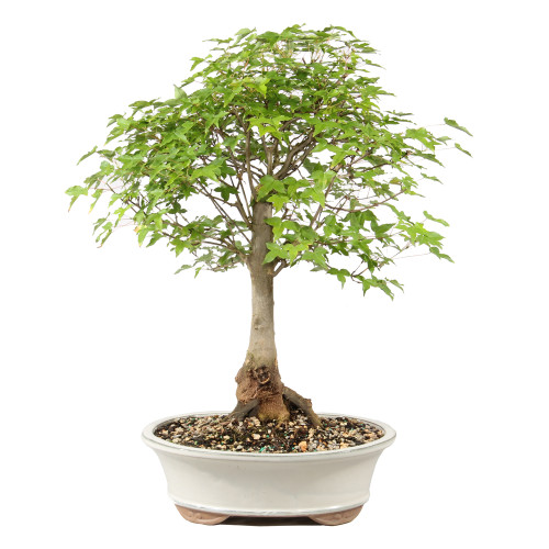 Bonsai Tree in ceramic contianer 