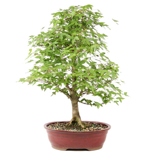 Bonsai Tree in ceramic contianer 