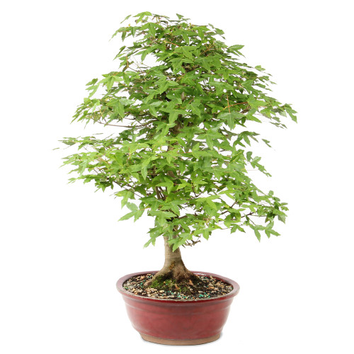 Bonsai Tree in ceramic contianer 