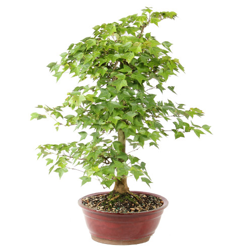 Bonsai Tree in ceramic contianer 
