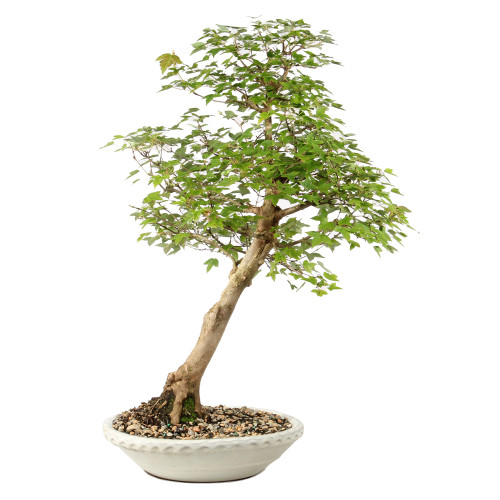 Bonsai Tree in ceramic contianer