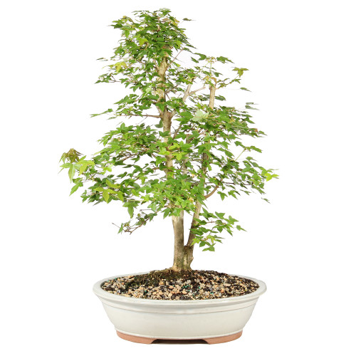 Trident Maple - ST1926TM-A