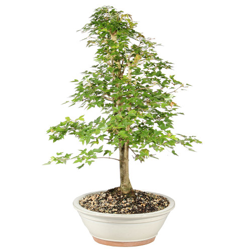 Bonsai tree in ceramic tree 