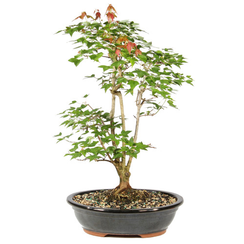 Bonsai tree in ceramic tree 