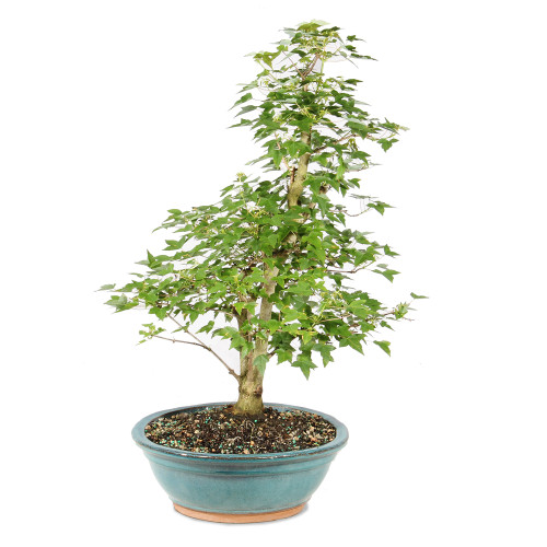 Bonsai tree in ceramic tree