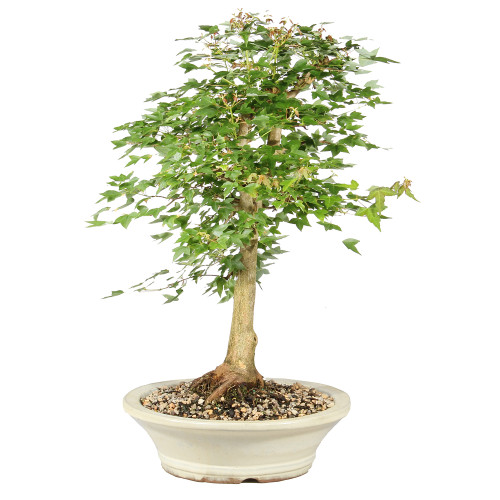 Bonsai tree in ceramic tree 
