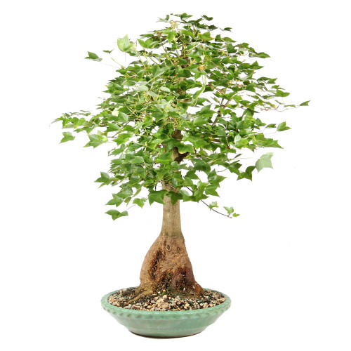 Trident Maple - ST2026TM-B