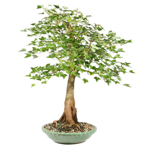 Bonsai tree in ceramic tree 