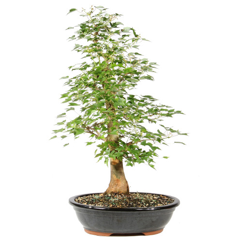 Bonsai tree in ceramic tree 