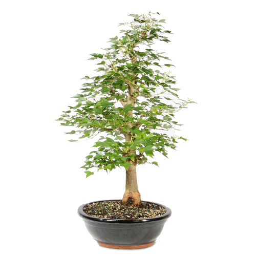 Trident Maple - ST2026TM-D