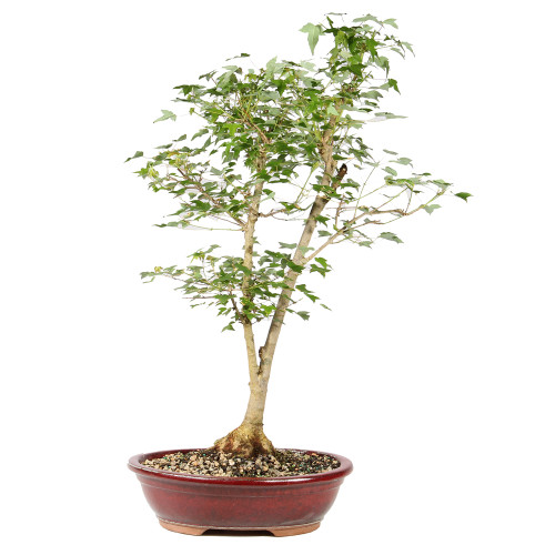 Trident Maple - ST2026TM-E