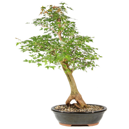 Trident Maple - ST2026TM-F