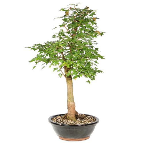 Bonsai tree in ceramic tree 