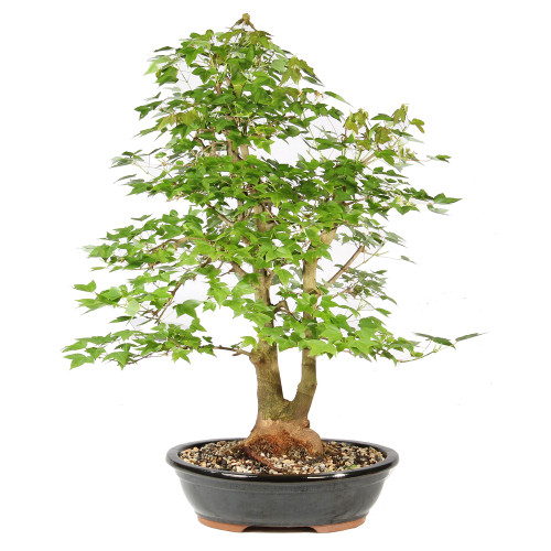 Trident Maple - ST2026TM-G