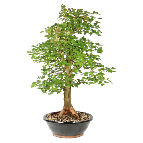 Bonsai tree in ceramic tree 