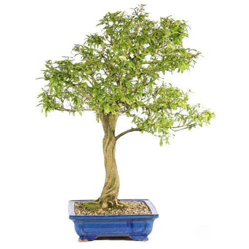 Pomegranate left side view 