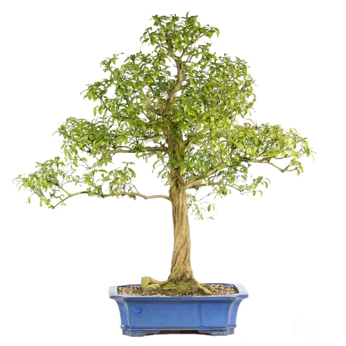 Pomegranate in a bonsai container 