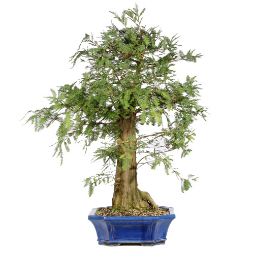 Bald Cypress left side view