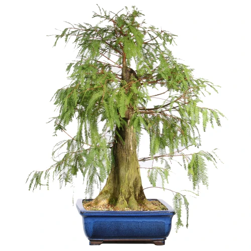 Bald Cypress right side view 