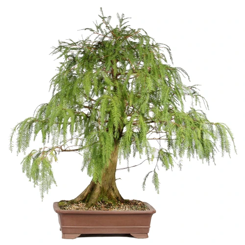 Bald Cypress in a bonsai container 