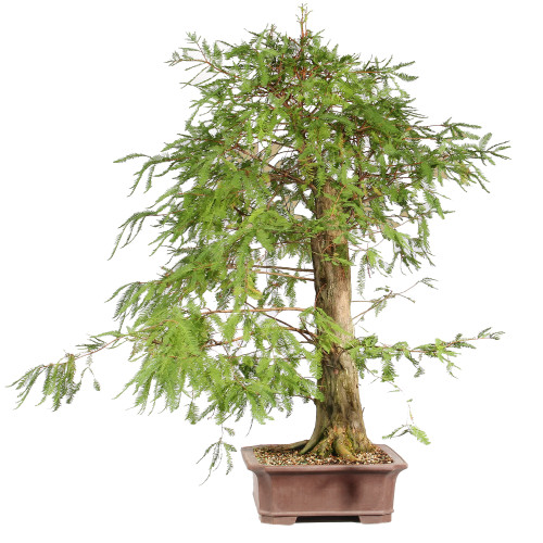 Bald Cypress right side view