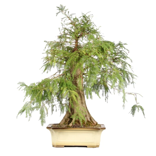 Bald Cypress back view 