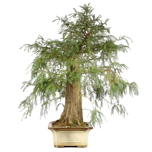 Bald Cypress left side view 
